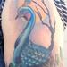 Tattoos - colored traditional peacock tattoo, Gary Dunn Art Junkies Tattoo - 70522